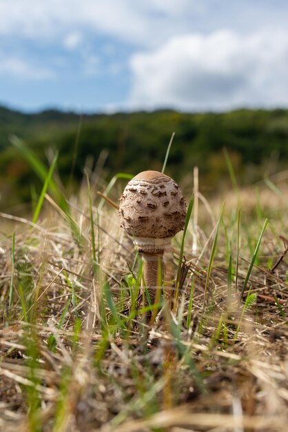 Photo bébé champignon parasol dans les champs