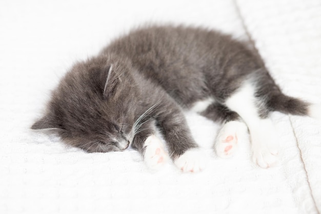 Bébé chat dormant dans son lit chaton se trouve dans le confort d'une couverture et l'amour du sommeil doux pour les animaux de compagnie