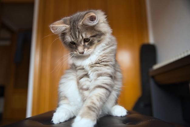 Photo bébé chat sibérien assis sur une chaise veut s'amuser image de chat parfaite pour un arrière-plan