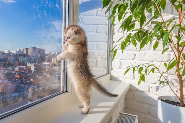 Bébé chaton est assis sur la fenêtre