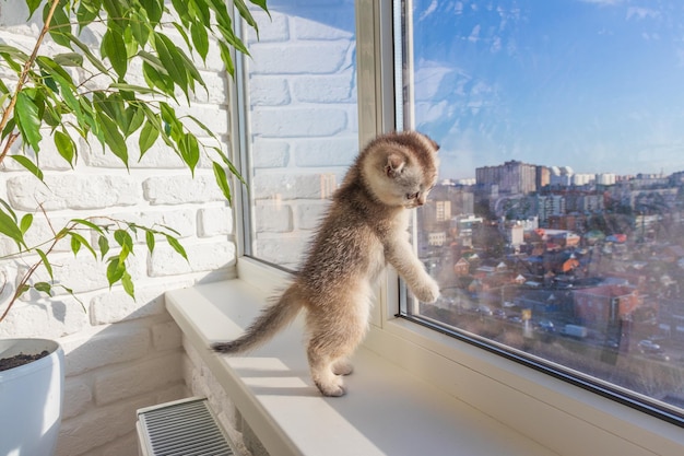 Bébé chaton est assis sur la fenêtre