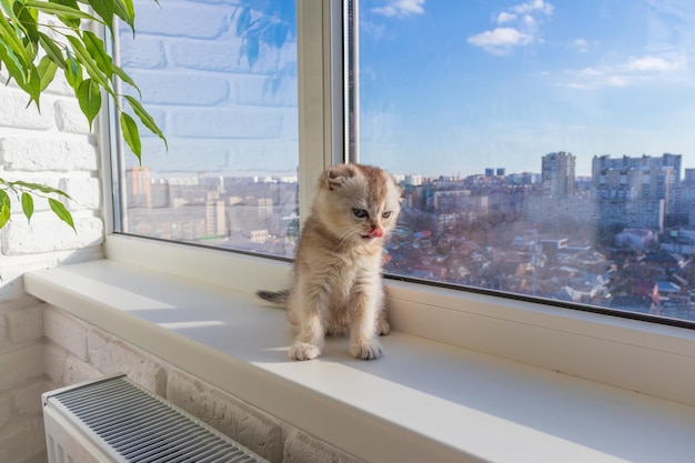 Bébé chaton est assis sur la fenêtre