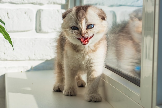 Bébé chaton est assis sur la fenêtre