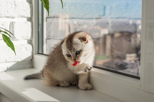 Bébé chaton est assis sur la fenêtre