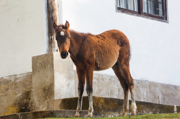 Bébé cheval