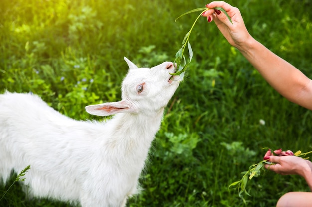 Bébé chèvre mangeant du saule. La femme nourrit des animaux domestiques dans la nature.