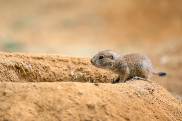 Bébé chien de prairie