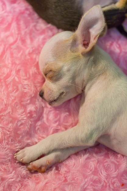 Bébé chihuahua Dormir sur le lit rose