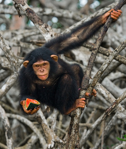 Bébé chimpanzé sur les branches de la mangrove