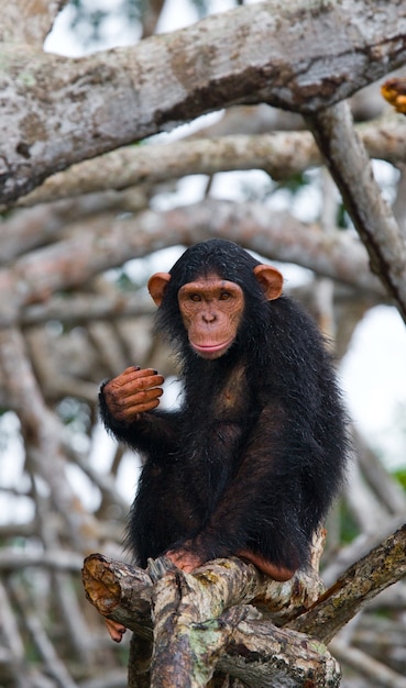 Bébé chimpanzé sur les branches de la mangrove