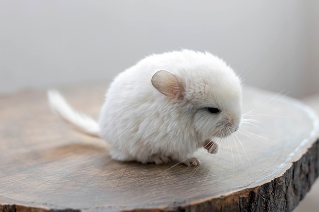 Bébé chinchilla blanc assis sur une tranche de bois marron