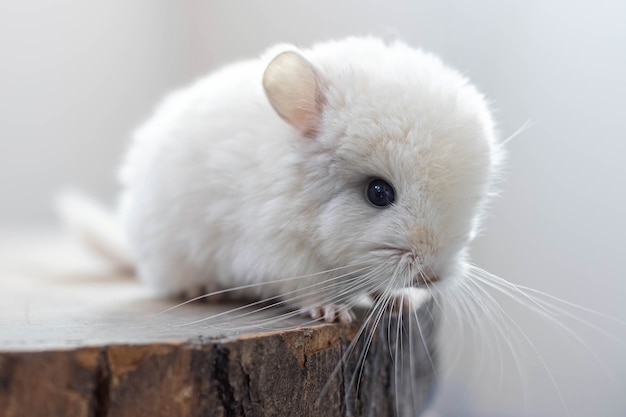 Bébé chinchilla blanc assis sur une tranche de bois marron