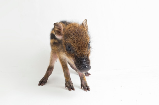 Le bébé cochon bagué (Sus scrofa vittatus) également connu sous le nom de sanglier indonésien