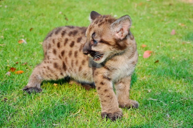 Photo bébé cougar
