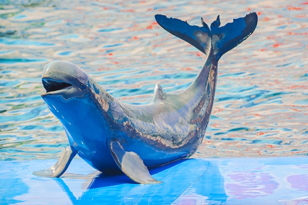 Bébé dauphins jouant