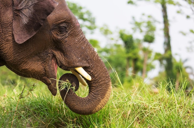 Bébé éléphant dans le parc national de Chitvan, Népal