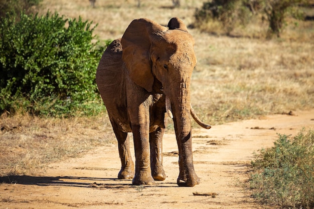 Bébé éléphant à Tsavo Safari Park en Afrique Kenya