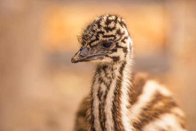 Bébé émeu australien