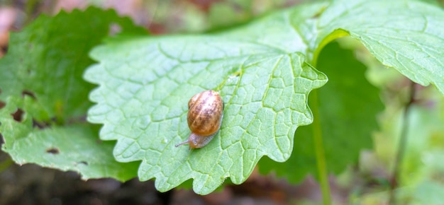 Bébé escargot sur la feuille