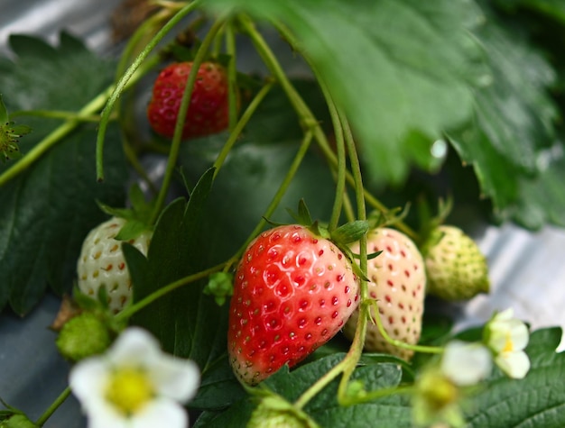 Bébé fraise poussant dans le jardin.