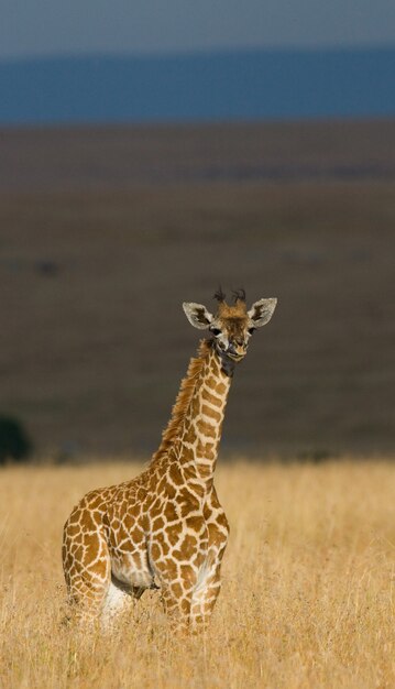 Bébé girafe dans la savane.