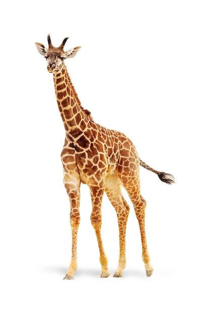 Bébé girafe isolé sur blanc