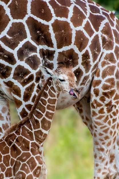 bébé girafe mâle debout à côté de sa mère et des liens avec elle.