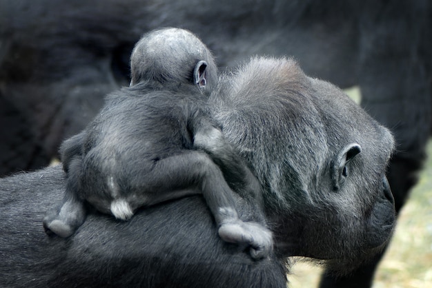 Bébé gorille sur le dos de sa mère