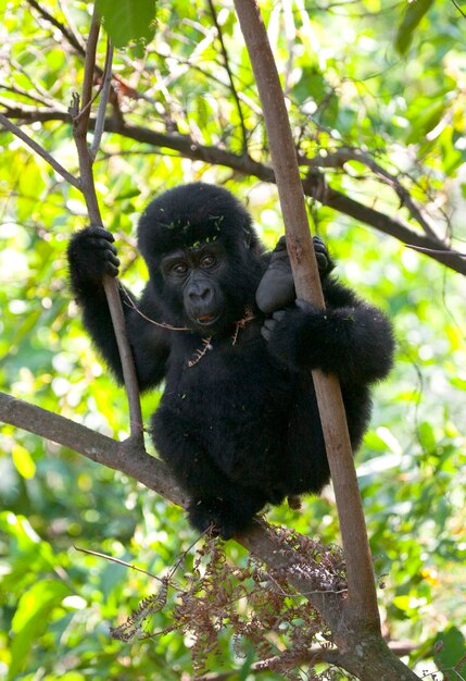 Bébé gorille de montagne sur un arbre. Ouganda. Parc national de la forêt impénétrable de Bwindi.