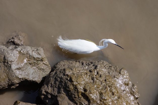 Bébé grande cigogne blanche dans l'eau brune