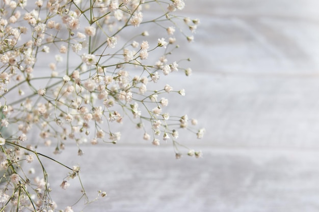 Bébé Gypsophile Souffle Fleurs Légères Aérées Petites Fleurs Blanches Mise Point