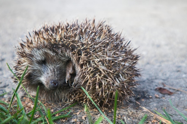 Photo un bébé hérisson dort dans le jardin sur le sol.