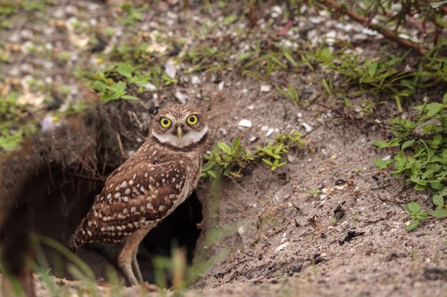 Photo le bébé hibou athene cunicularia est accroché à l'extérieur de son terrier sur l'île marco, en floride.