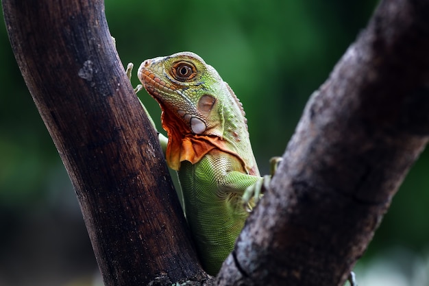 Bébé iguanes rouges sur arbre