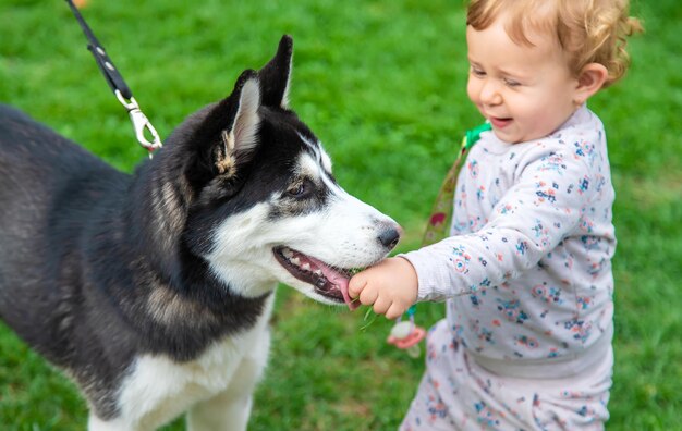 Bébé joue avec un chien husky Mise au point sélective