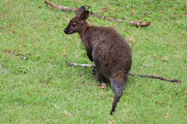 Le bébé kangourou reste et mange de l'herbe dans le jardin