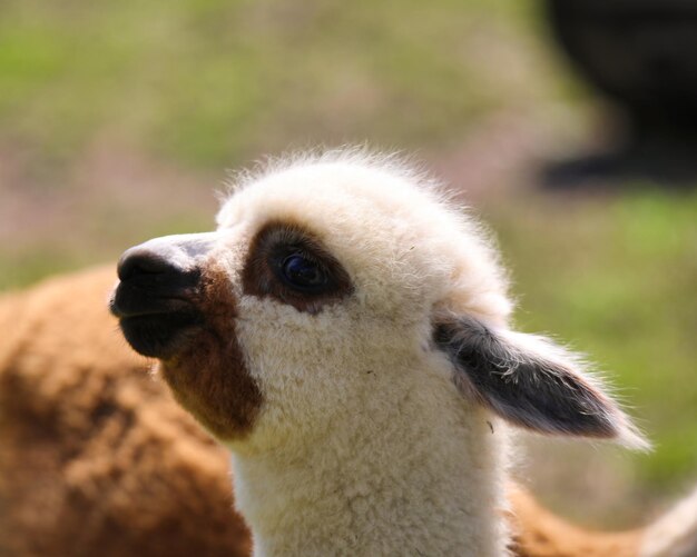 Photo le bébé lama