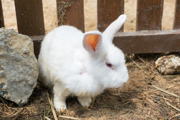 Bébé lapin blanc debout dans une cage