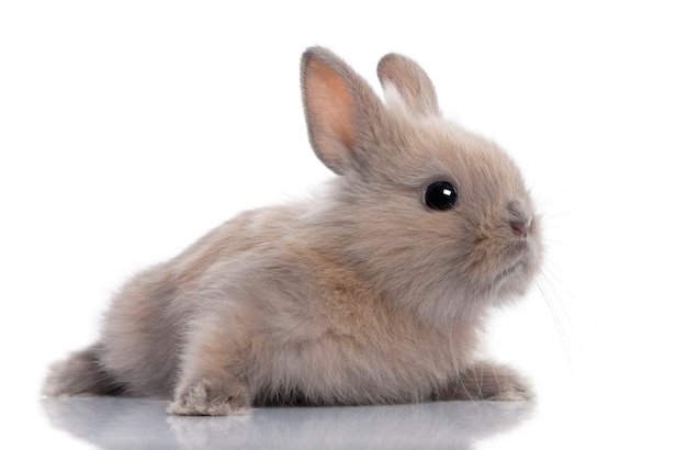 Bébé lapin brun (5 semaines) sur blanc isolé