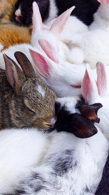 Photo un bébé lapin brun étreint par un bébé lapin blanc avec des nœuds roses