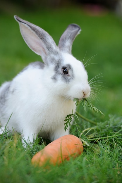 Bébé lapin dans l'herbe. Jour d'été