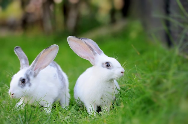 Bébé lapin dans l'herbe. Jour d'été