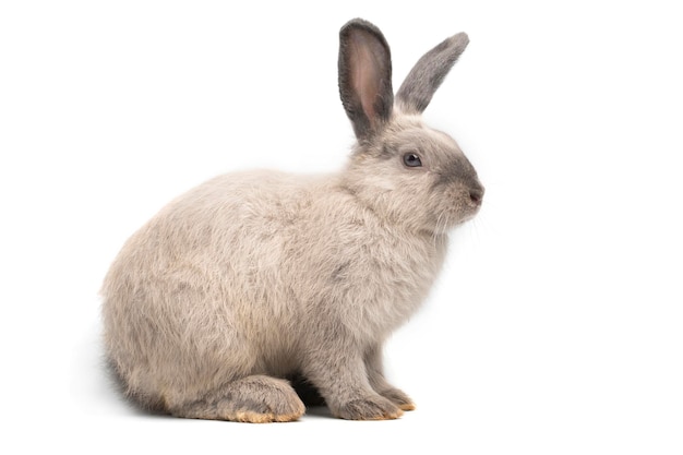 Bébé lapin sur fond blanc mignon petit lapin en bonne santé isolé sur blanc