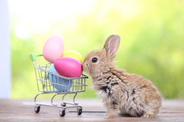 Bébé lapin mignon et adorable assis sur l'herbe verte Petit et jeune lapin est un joli concept de Pâques pour animaux de compagnie à fourrure sur fond jaune oeuf et herbe avec bokeh comme fond de nature