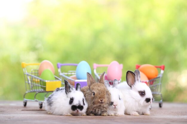 Bébé lapin mignon et adorable assis sur l'herbe verte Petit et jeune lapin est un joli concept de Pâques pour animaux de compagnie à fourrure sur fond jaune oeuf et herbe avec bokeh comme fond de nature