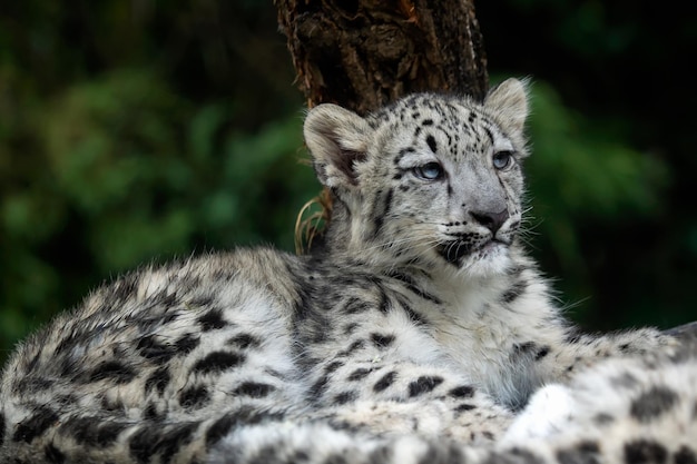 Bébé léopard des neiges Panthera uncia Jeune léopard des neiges