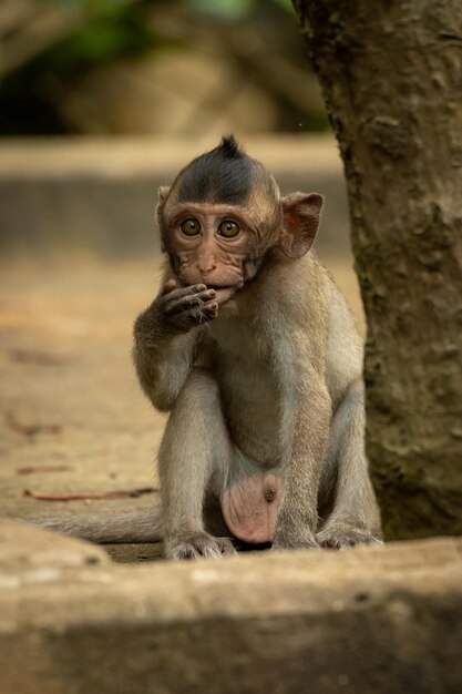 Un bébé macaque à longue queue est assis près du tronc d'un arbre.