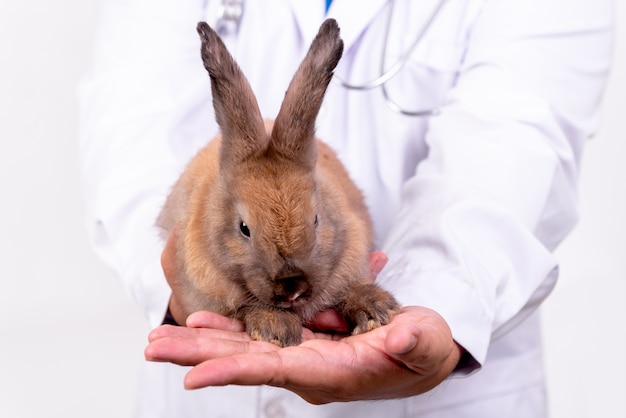 Bébé Mignon Fourrure Brune Sur La Main Du Médecin Ou Vétérinaire, Concept De Soins Infirmiers Pour Animaux De Compagnie