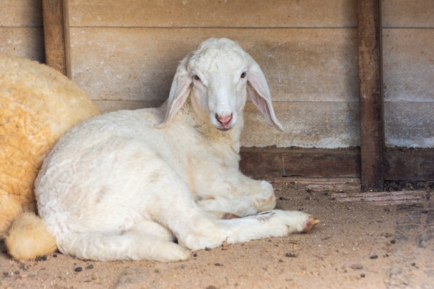 Bébé mouton.