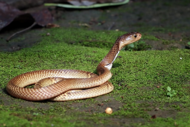 Bébé Naja Sumatrana Miolepis Serpent Sur La Mousse Dans Une Position Prête à Attaquer